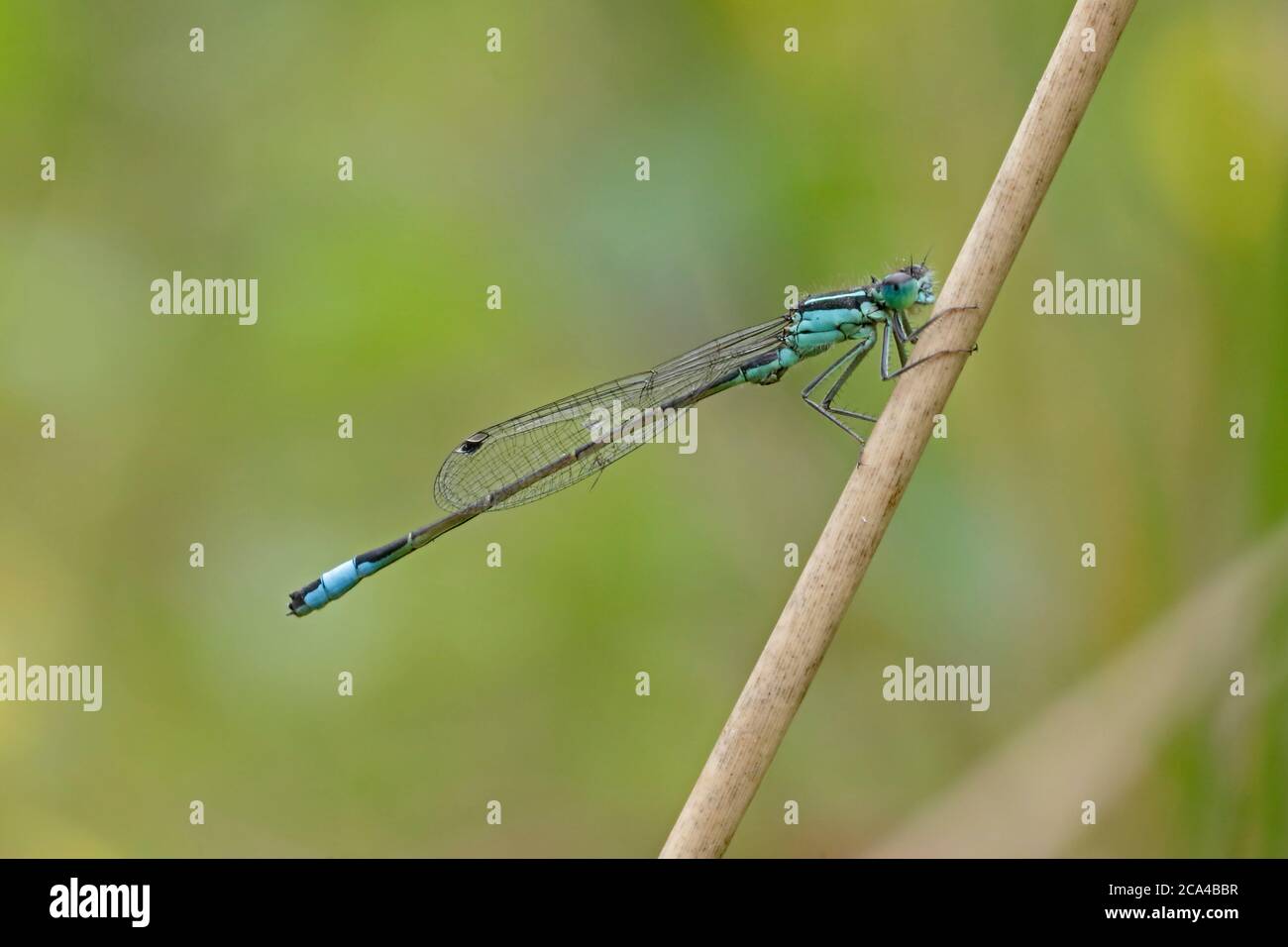 Blue-tailed Damselfly auf einem Schilf thront Stockfoto