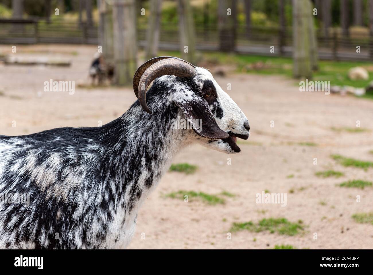 Die Hausziege oder einfach Ziege (Capra aegagrus hircus) ist eine Unterart von C. aegagrus domestiziert aus der Wildziege von Südwestasien und Ost Stockfoto