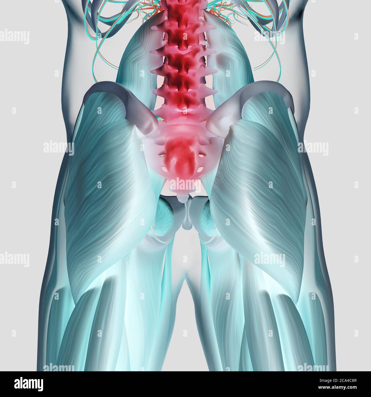 Anatomiedarstellung der menschlichen Wirbelsäule, des Beckens und des Gluteus maximus. 3d-Illustration. Stockfoto Anatomiedarstellung der menschlichen Wirbelsäule, des Beckens und des Gluteus maximus. 3d-Illustration. Stockfoto