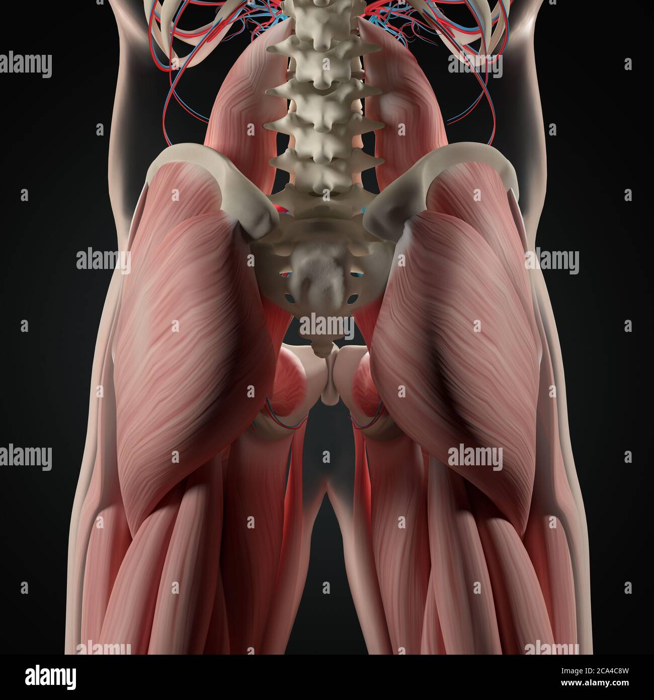 Anatomiedarstellung der menschlichen Wirbelsäule, des Beckens und des Gluteus maximus. 3d-Illustration. Stockfoto Anatomiedarstellung der menschlichen Wirbelsäule, des Beckens und des Gluteus maximus. 3d-Illustration. Stockfoto