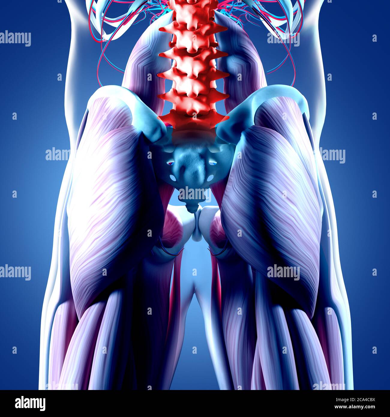 Anatomiedarstellung der menschlichen Wirbelsäule, des Beckens und des Gluteus maximus. 3d-Illustration. Stockfoto