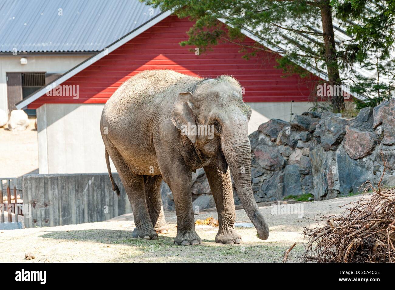 Der asiatische Elefant (Elephas maximus). Stockfoto