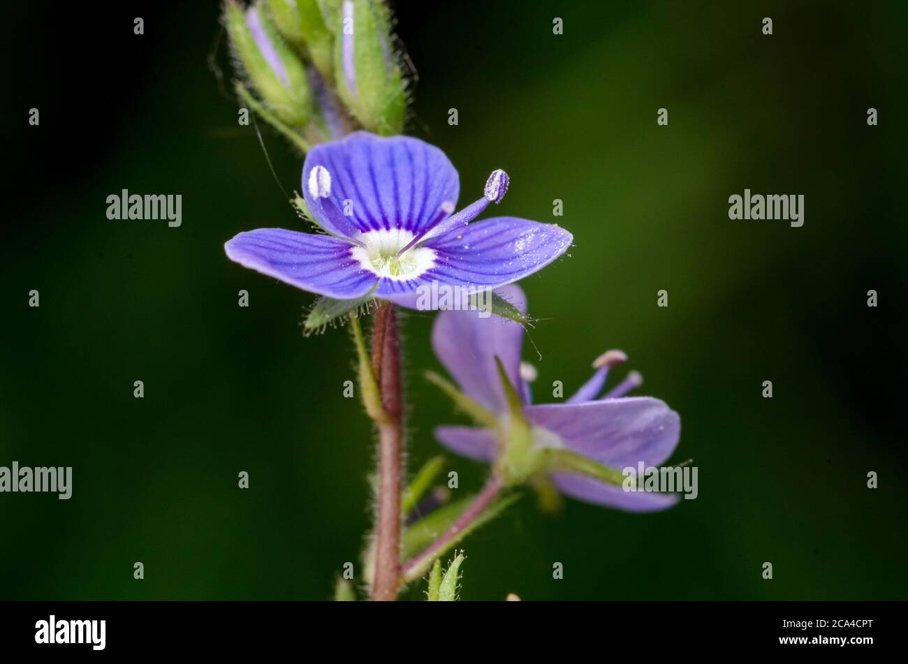 Veronica officinalis, Veronica chamaedrys, Speedwell Blumen auch bekannt als Vogelauge oder Gipsyweed, close-up, Deutschland, Westeuropa Stockfoto