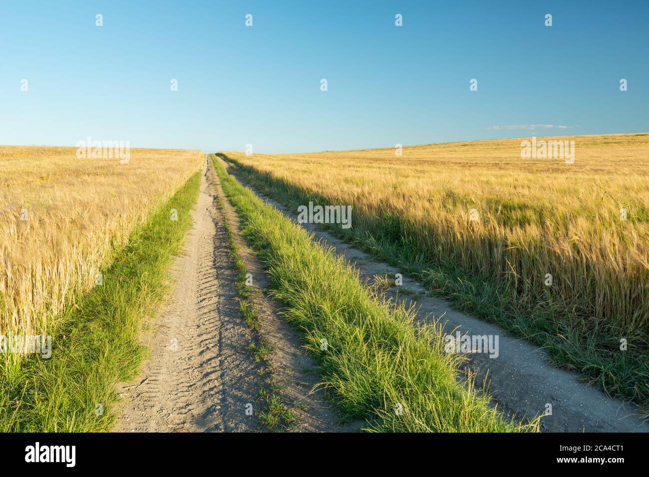 Feldweg durch Felder mit Korn und blauem Himmel Stockfoto