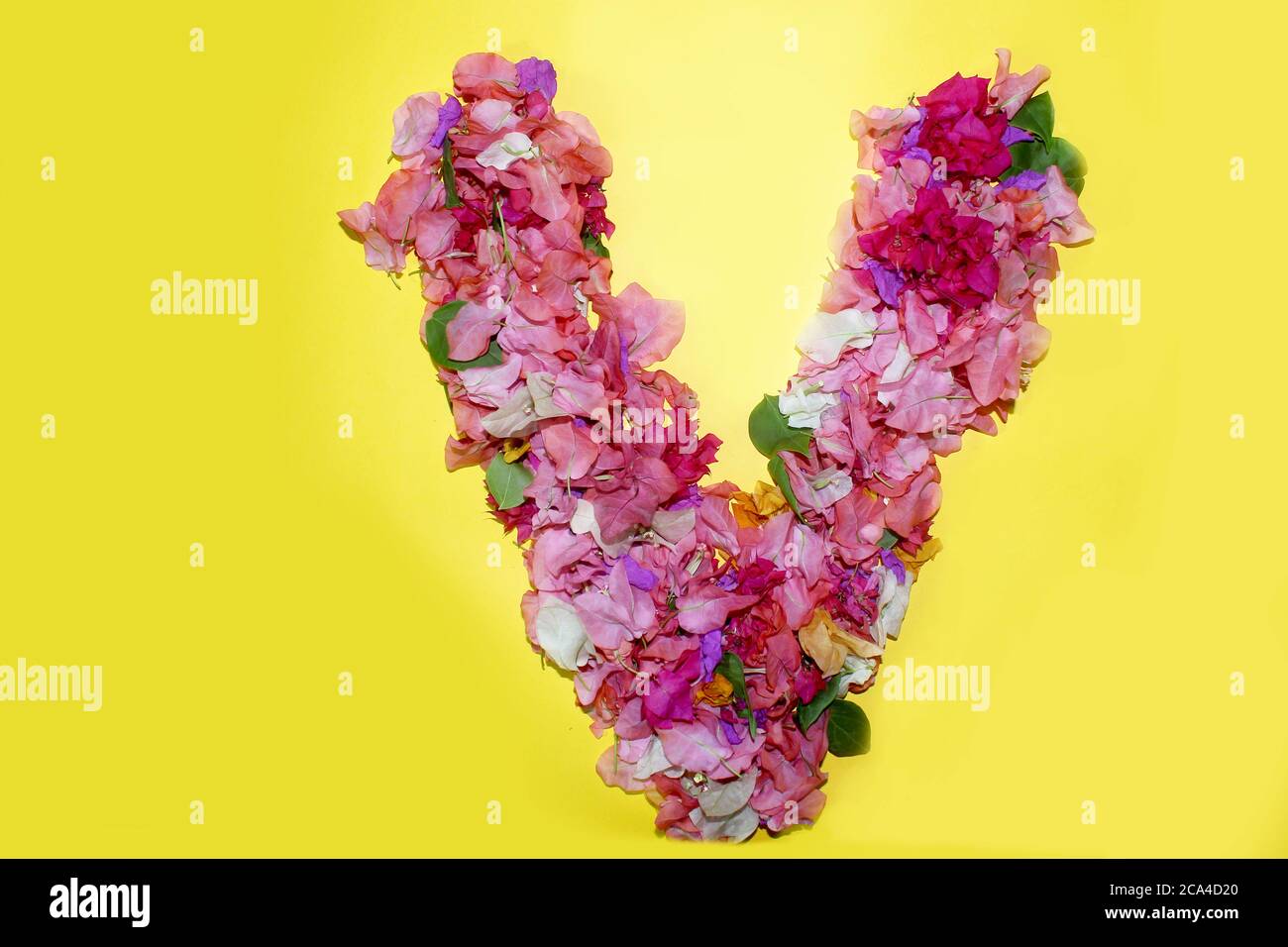 Buchstaben V Blume Alphabet, aus bunten Bougainvillea Blumen, wunderbare Flora Buchstaben für einzigartige Frühlingsdekorationen und verschiedene kreative Ideen, Stockfoto