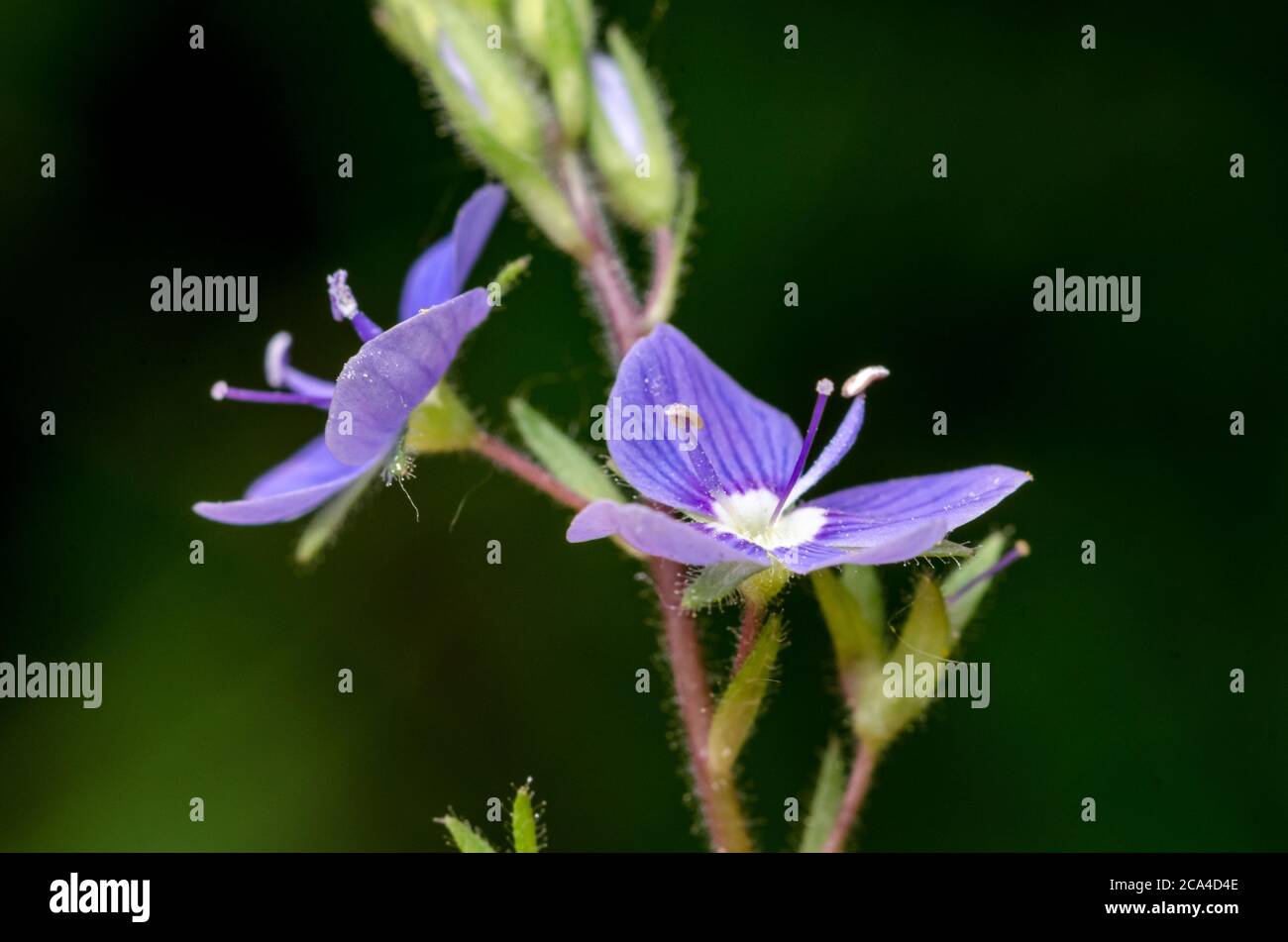 Veronica officinalis, Veronica chamaedrys, Speedwell Blumen auch bekannt als Vogelauge oder Gipsyweed, close-up, Deutschland, Westeuropa Stockfoto