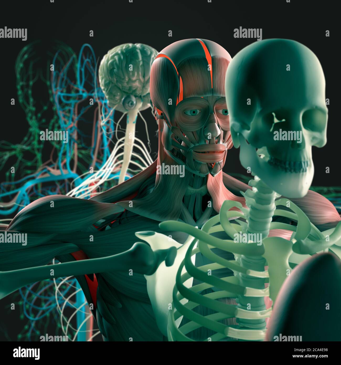 Explosionsansicht der menschlichen Anatomie, Diagramm. Getrennte Körpersysteme Muskel, Knochen, Organe, Nervensystem, Lymphsystem, Gefäßsystem. Stockfoto