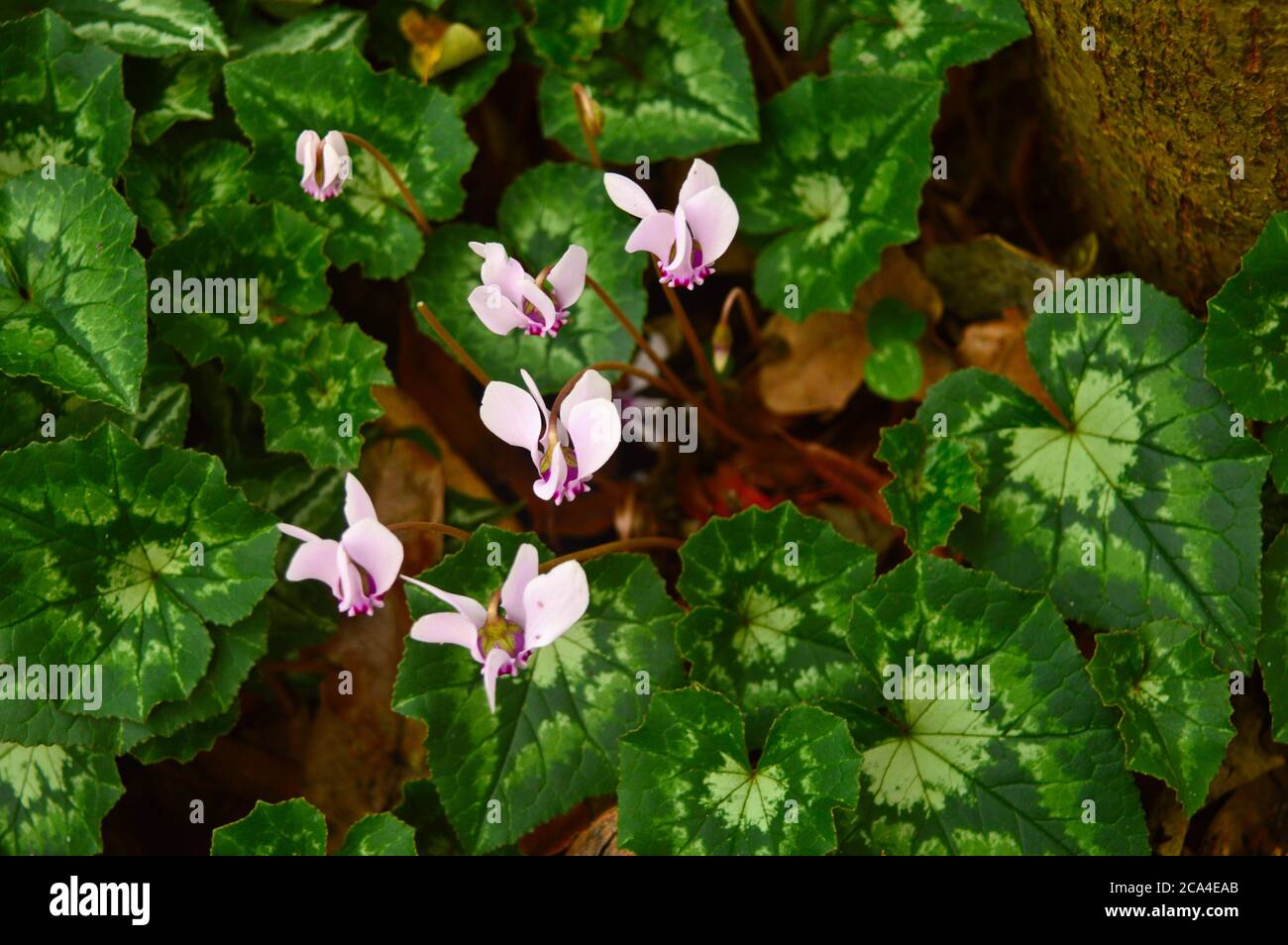 Schöne lila Blüten mit Blättern mit schönen Mustern Stockfoto