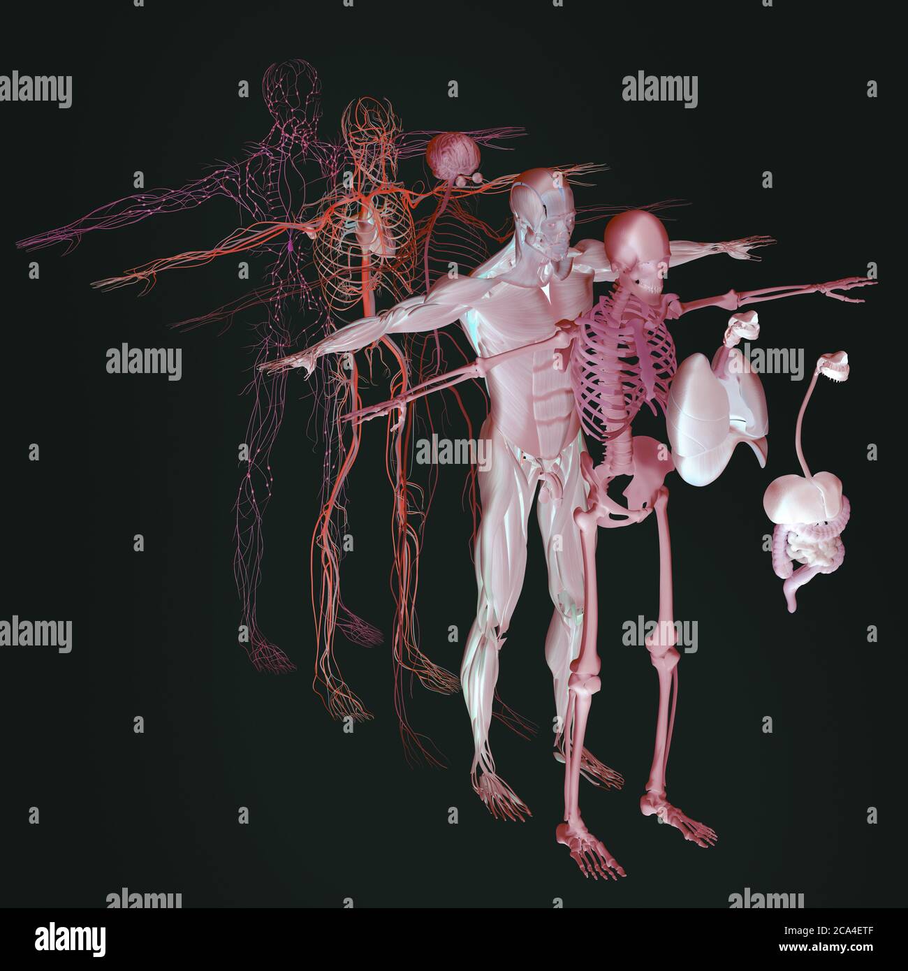 Explosionsansicht der menschlichen Anatomie, Diagramm. Getrennte Körpersysteme Muskel, Knochen, Organe, Nervensystem, Lymphsystem, Gefäßsystem. Stockfoto