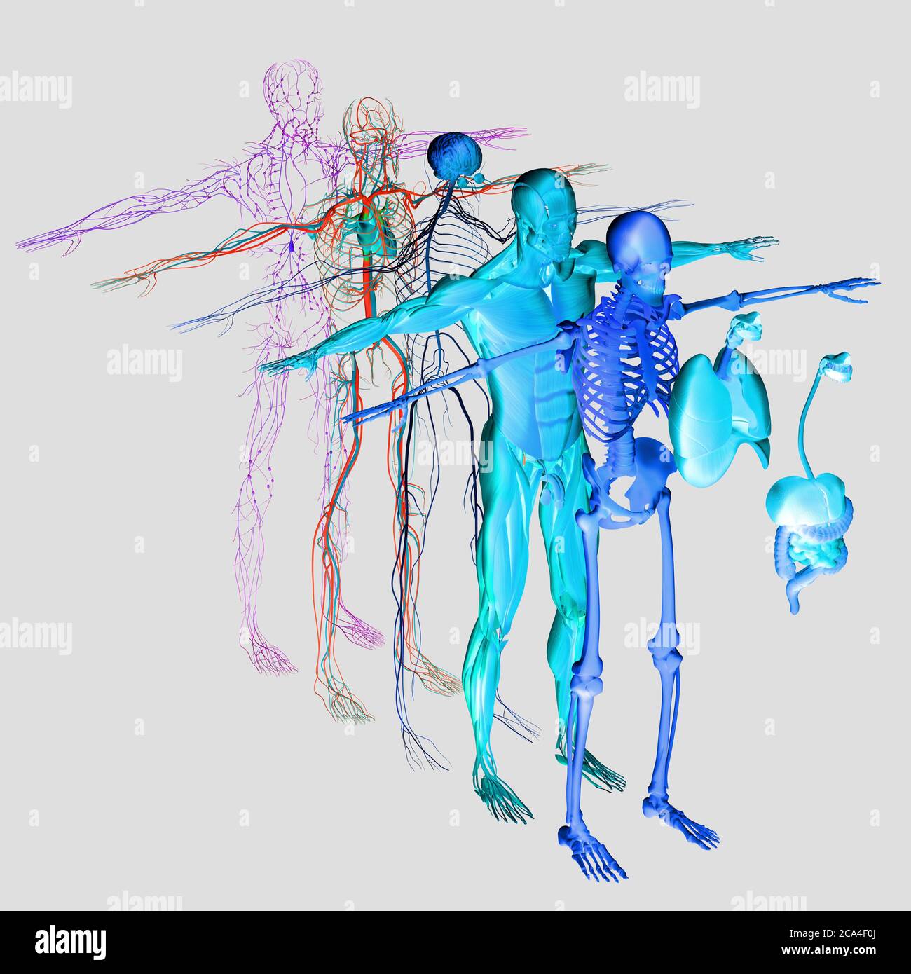 Explosionsansicht der menschlichen Anatomie, Diagramm. Getrennte Körpersysteme Muskel, Knochen, Organe, Nervensystem, Lymphsystem, Gefäßsystem. Stockfoto