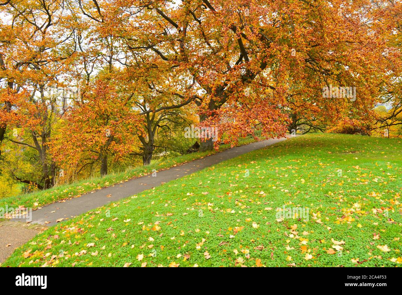 Pfad mit Rasen auf beiden Seiten und bunten Bäumen im Hintergrund Stockfoto