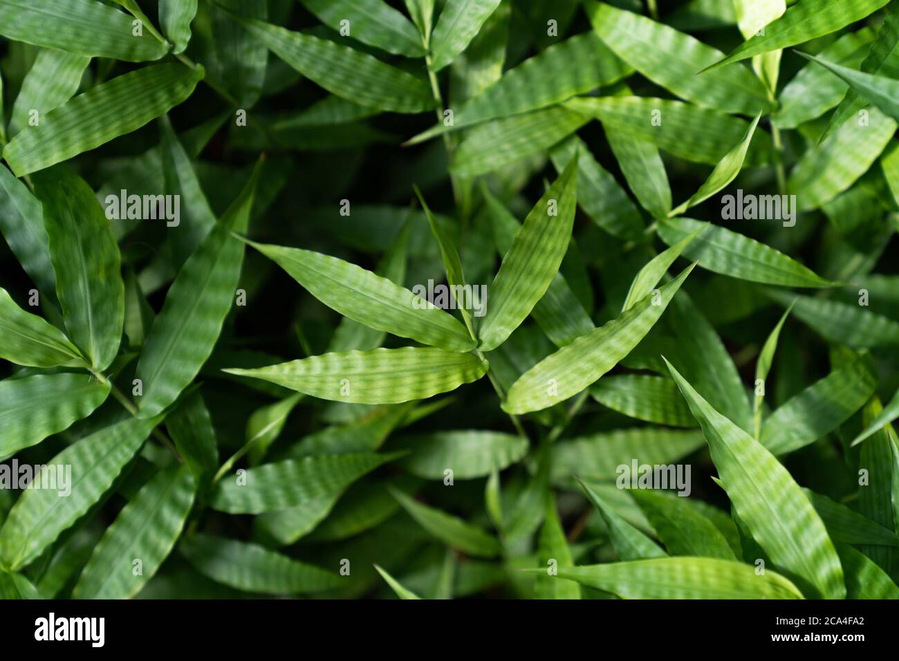 Draufsicht auf junge Bambusblätter Textur, Grün Hintergrund. Close up Stockfoto