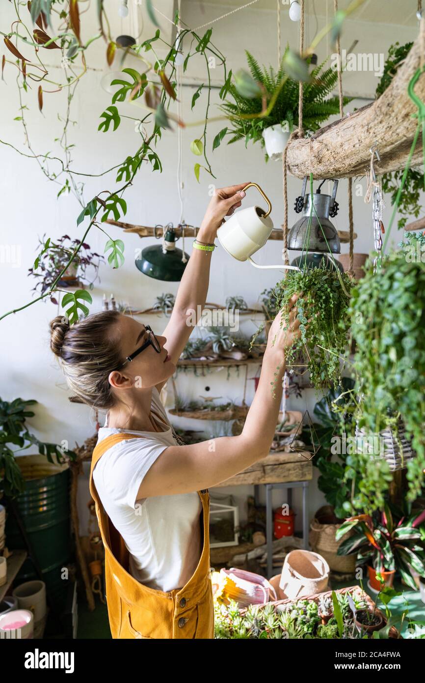 Frau Grtner Bewsserung Topfpflanze im grnen Haus von hngenden Pflanzen  umgeben, mit weien Giekanne Metall. Home Gartenarbeit, Liebe der Pflanzen  Stockfotografie - Alamy
