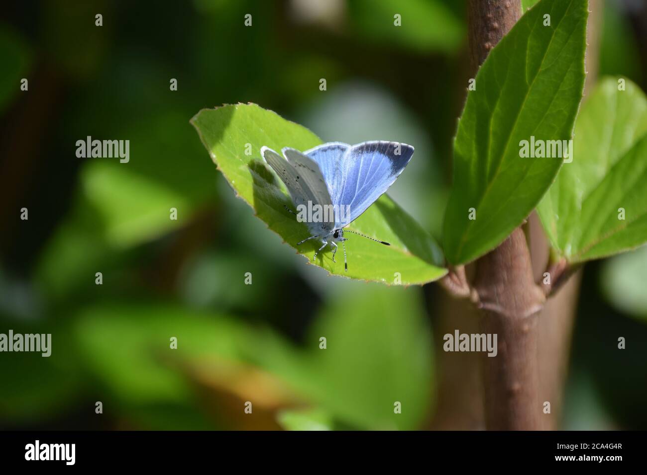 holly blaue Schmetterlingsflügel teilweise geöffnet Stockfoto