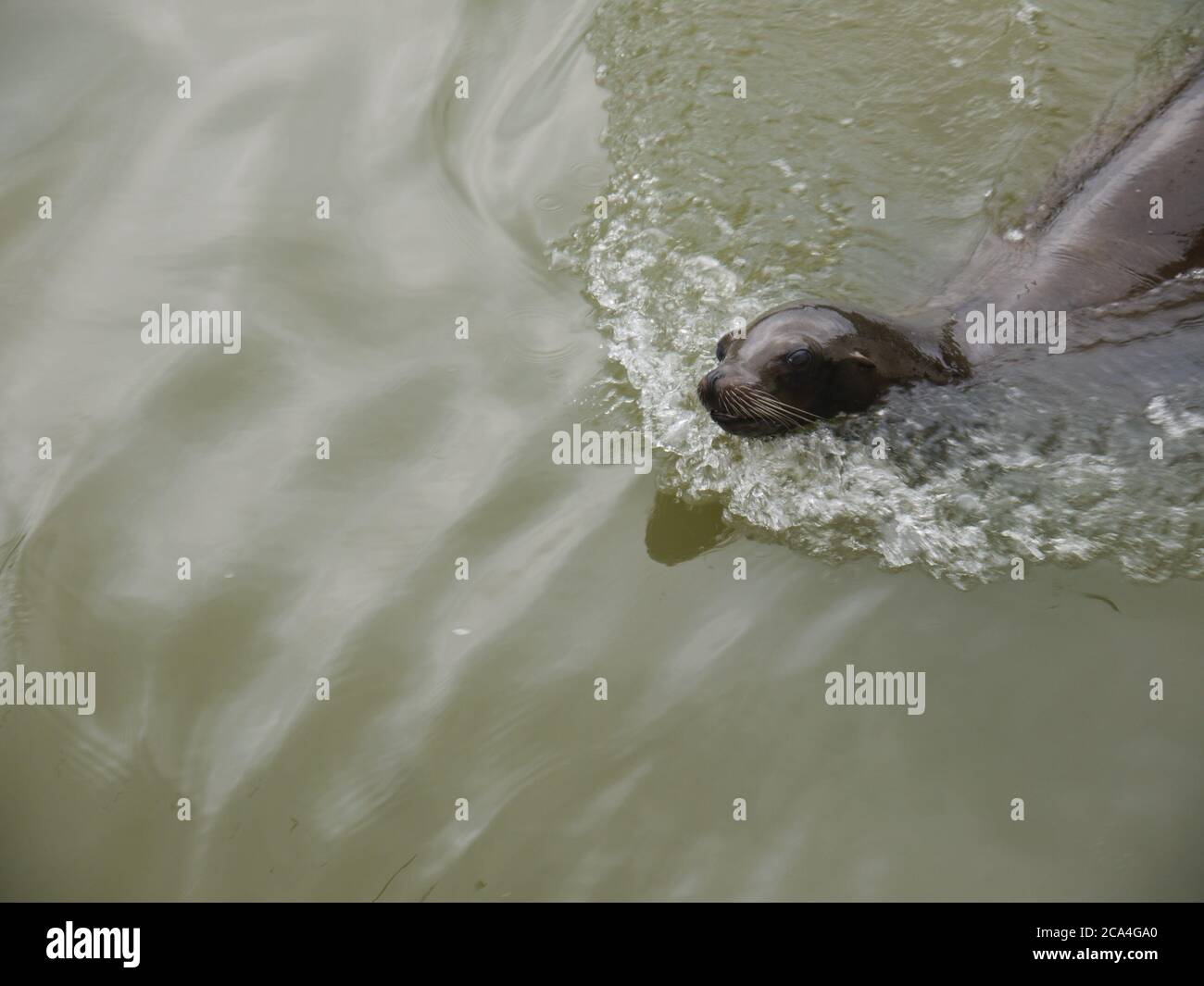 Seelöwen im Wasser Stockfoto