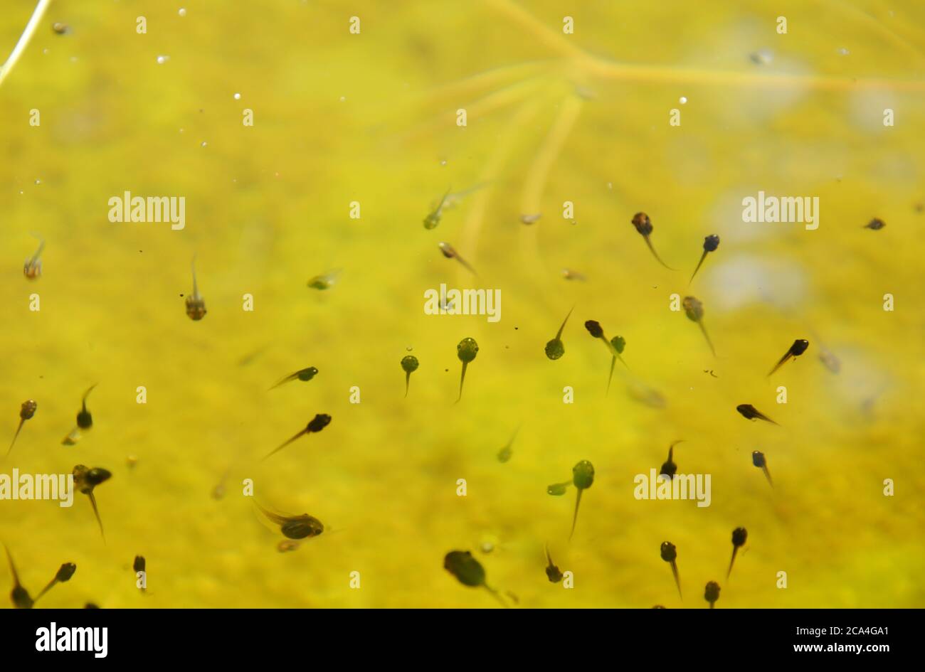 Kaulquappen schwimmen und tauchen im Pool im Garten Stockfoto
