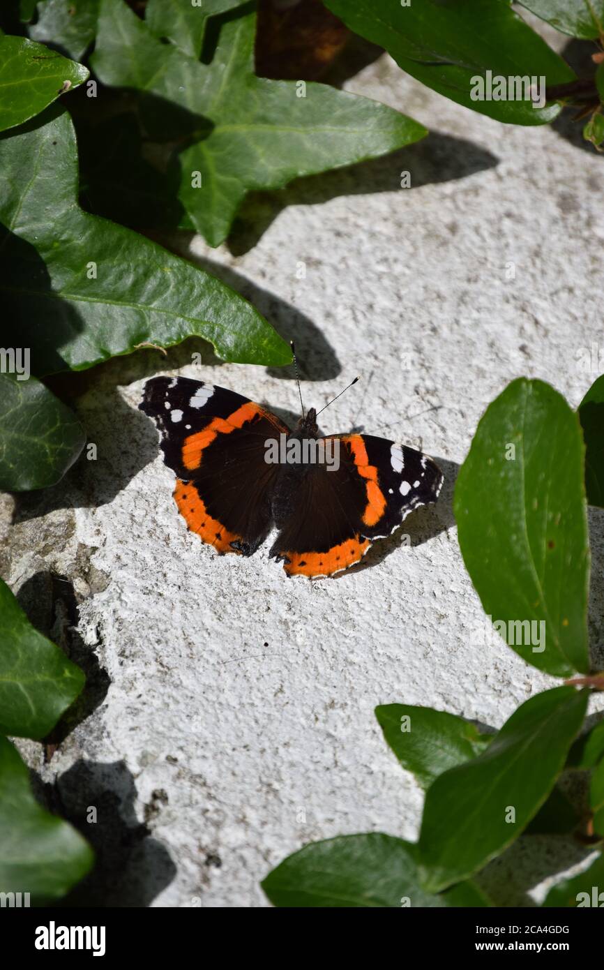 Roter Admiral, eingerahmt von Blättern Stockfoto