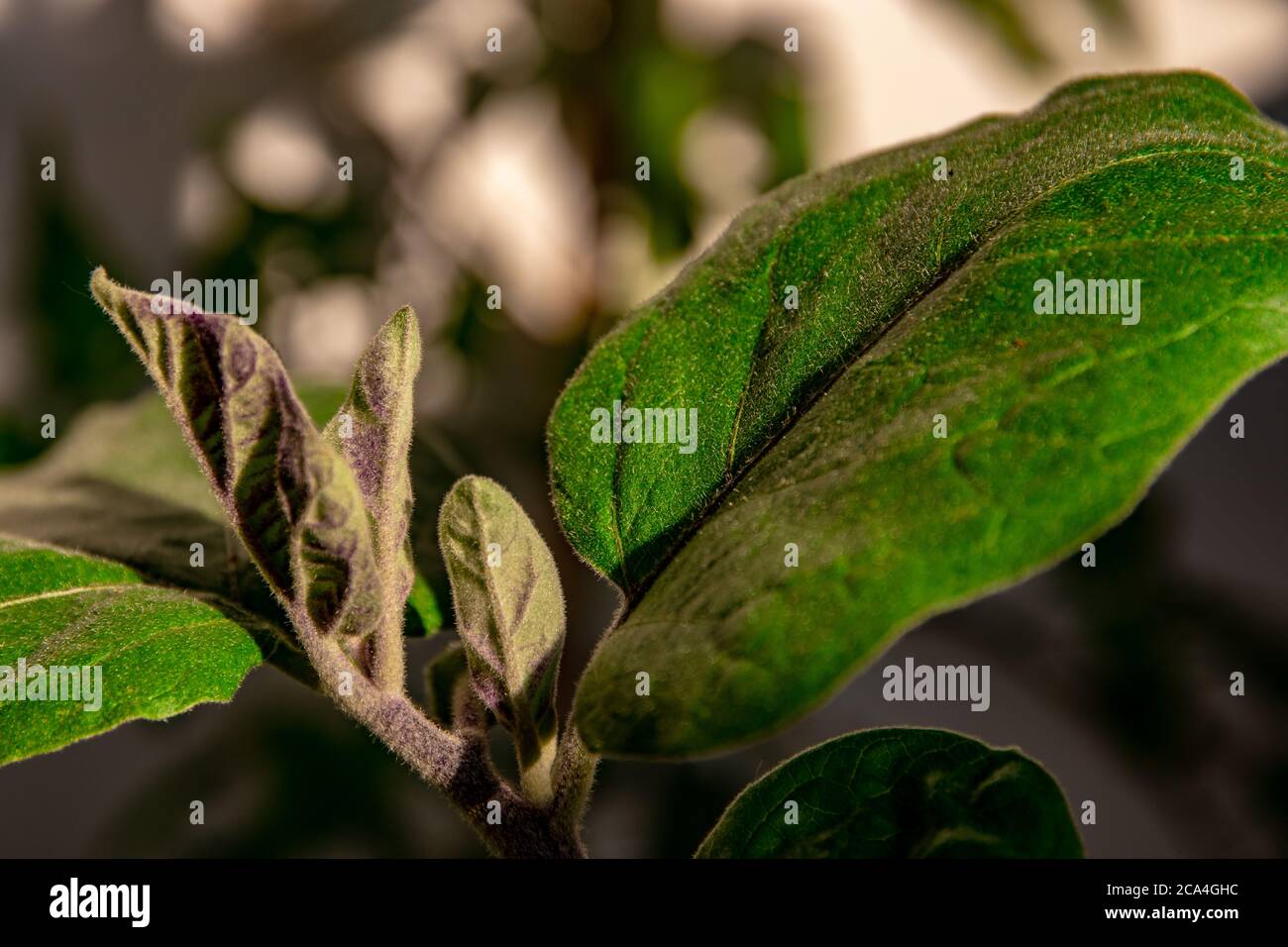 Die Auberginen-Pflanze beginnt zu blühen, jede Blume wird zu einer Auberginen. Stockfoto