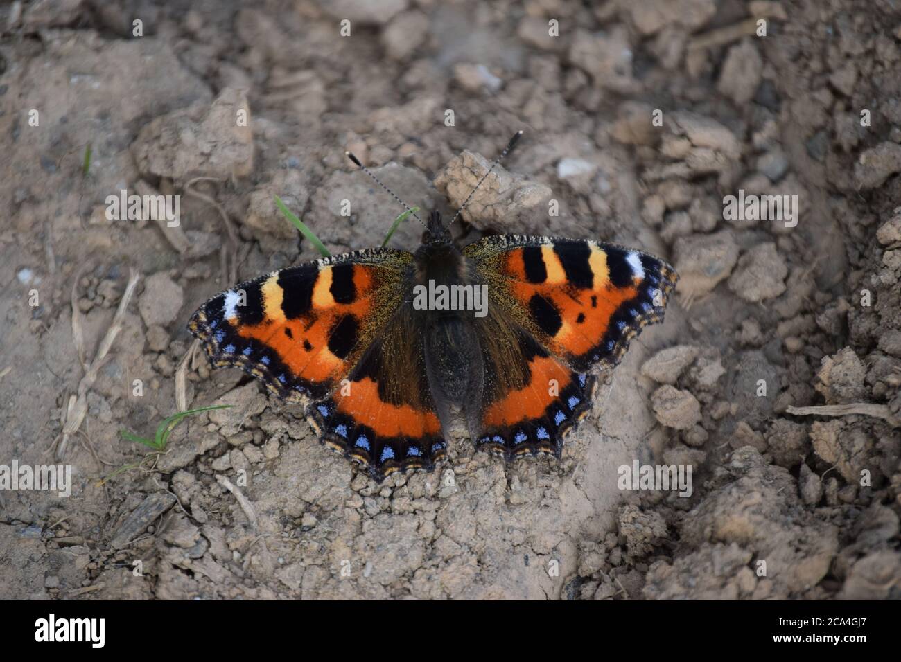 Kleiner Schildpatt Schmetterling auf Schlamm Stockfoto