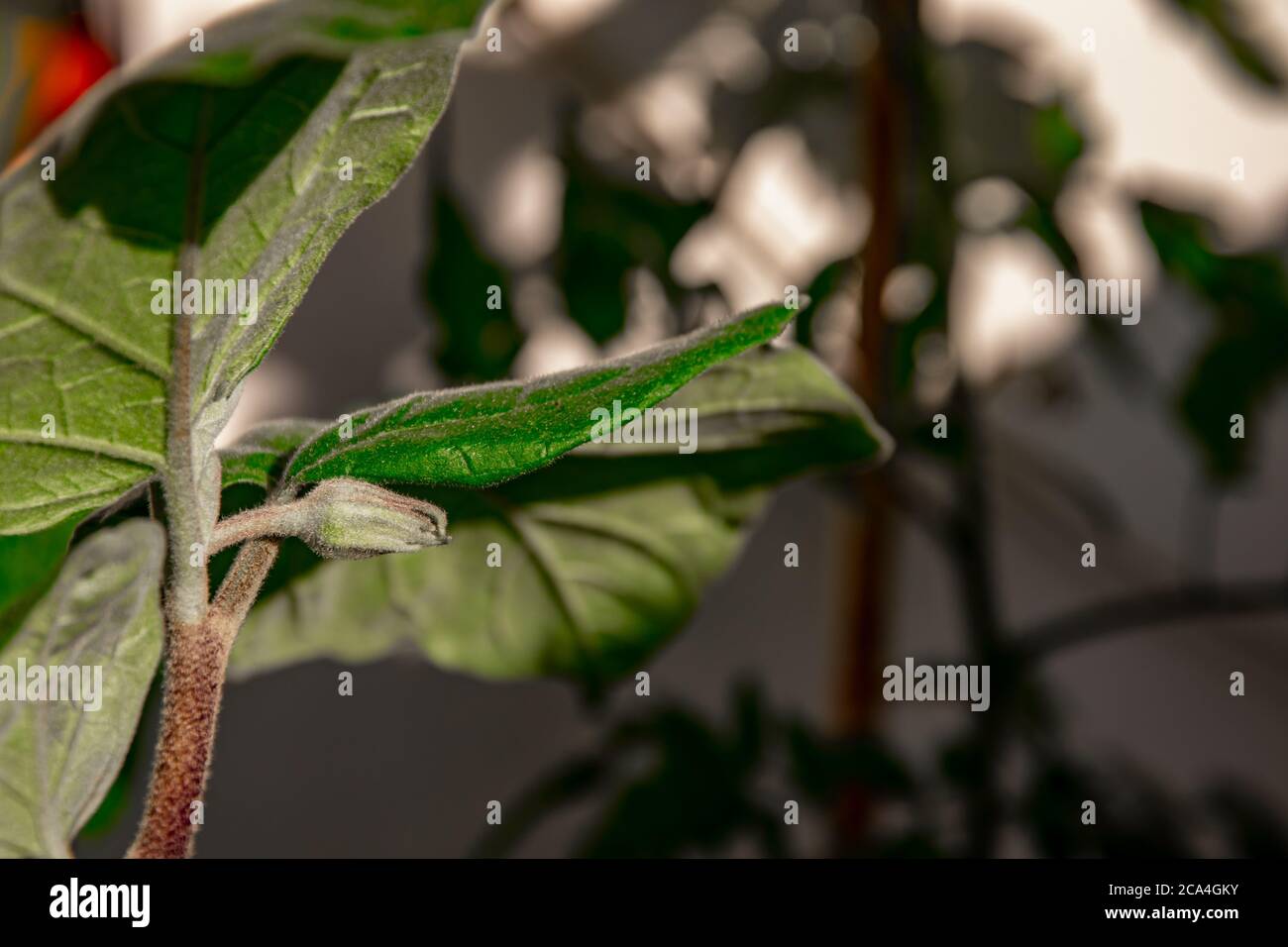 Die Auberginen-Pflanze beginnt zu blühen, jede Blume wird zu einer Auberginen. Stockfoto