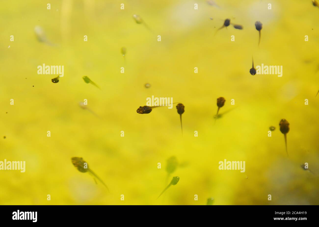 Kaulquappen schwimmen und tauchen im Pool im Garten Stockfoto