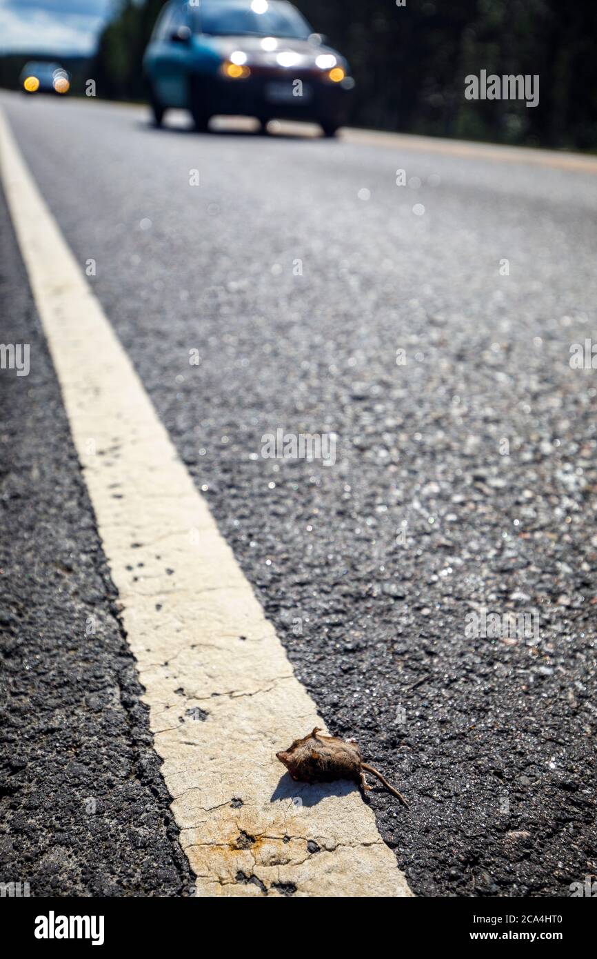 Körper einer toten Wühlmaus, die auf der asphaltierten Straßenoberfläche, auf der weißen Schrankenlinie, vorbeifahrende Autos, Finnland, liegt Stockfoto