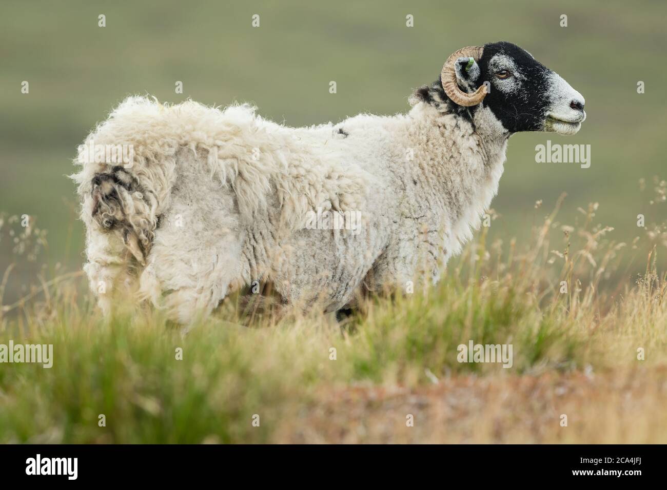 Nahaufnahme eines Swaledale Schafes direkt in rauem Grasland auf offenem Moor in der Nähe von Tan Hill in Swaledale, Yorkshire, Großbritannien. Sauberer, grüner Hintergrund. Stockfoto