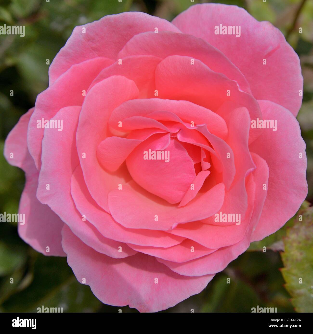 ROSA ROSENBLÄTTER. NAHAUFNAHME Stockfoto