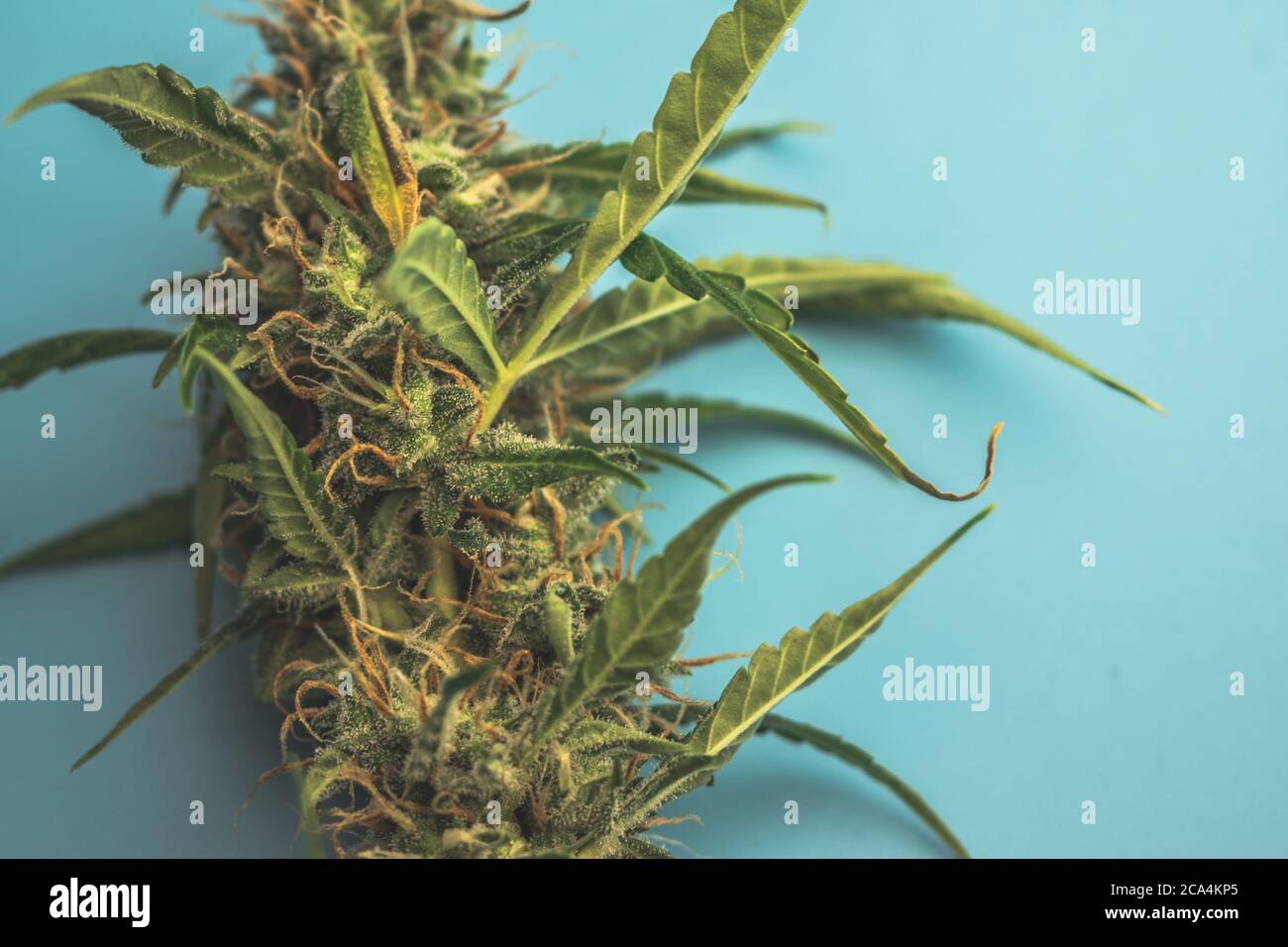 Cannabispflanze mit THC und CBD-Nahaufnahme auf blauem Hintergrund. Medizinische Verwendung von Marihuana im Gesundheitswesen. Legale Weed-Industrie Stockfoto