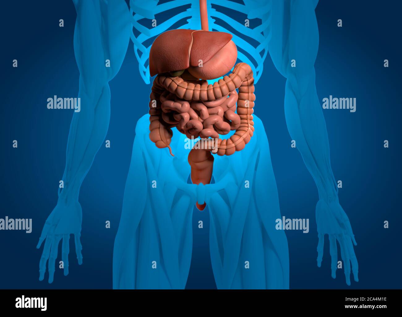 Anatomie Illustration des menschlichen Verdauungssystems. 3D-Illustration. Stockfoto