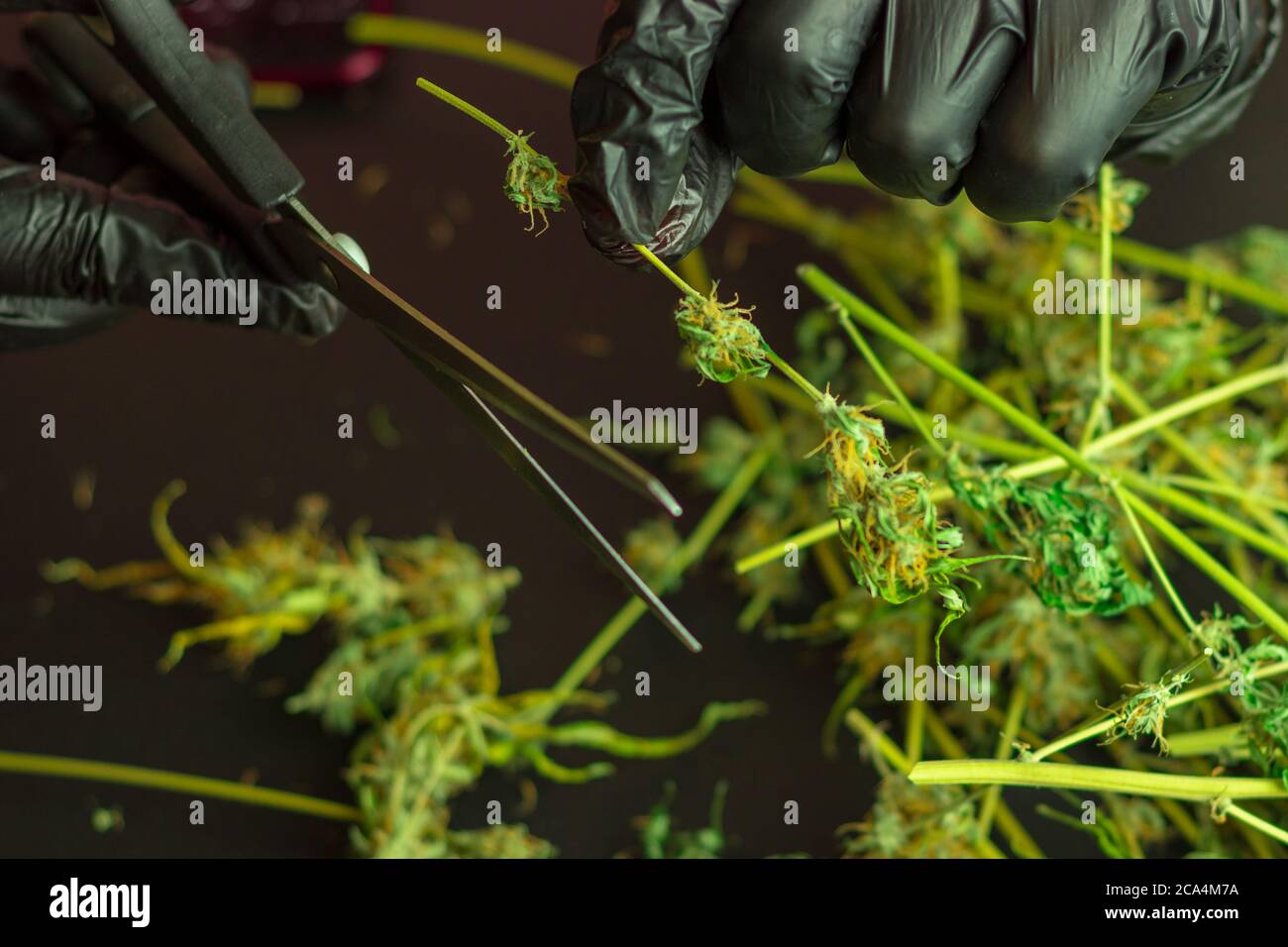 Cannabis Industrie Geschäft, kommerzielle Marihuana-Produktion. Unkrautpflanzen trimmen, ernten und kürzen. Mann Hand in Handschuhe mit Schere Stockfoto