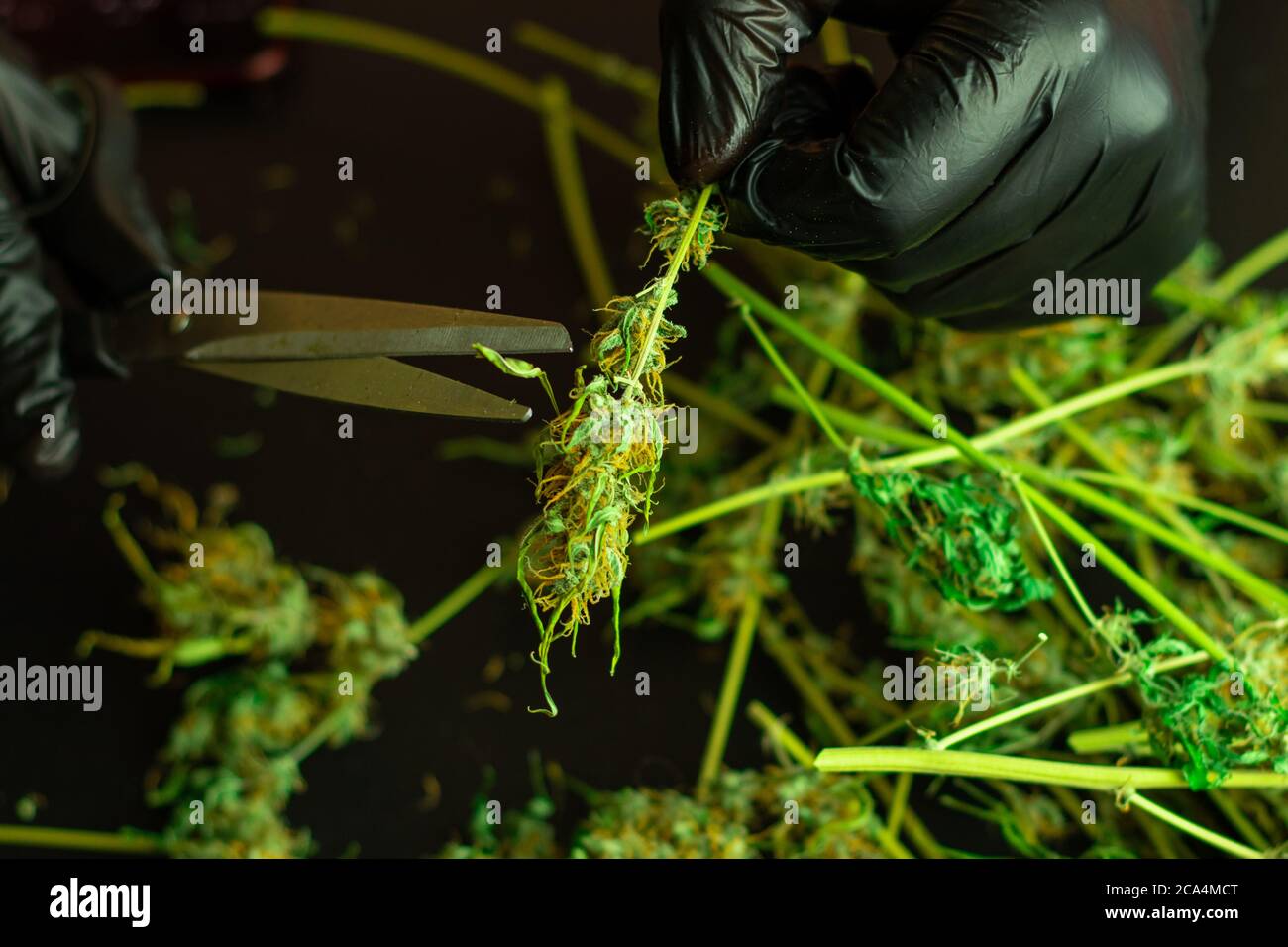 Verarbeitung von Cannabis für kommerzielle Zwecke. Schneiden und Trimmen von Marihuana-Pflanze. Mann in schwarzen Handschuhen mit Schere. THC Drogenkonsum. Cannabisknospen Stockfoto