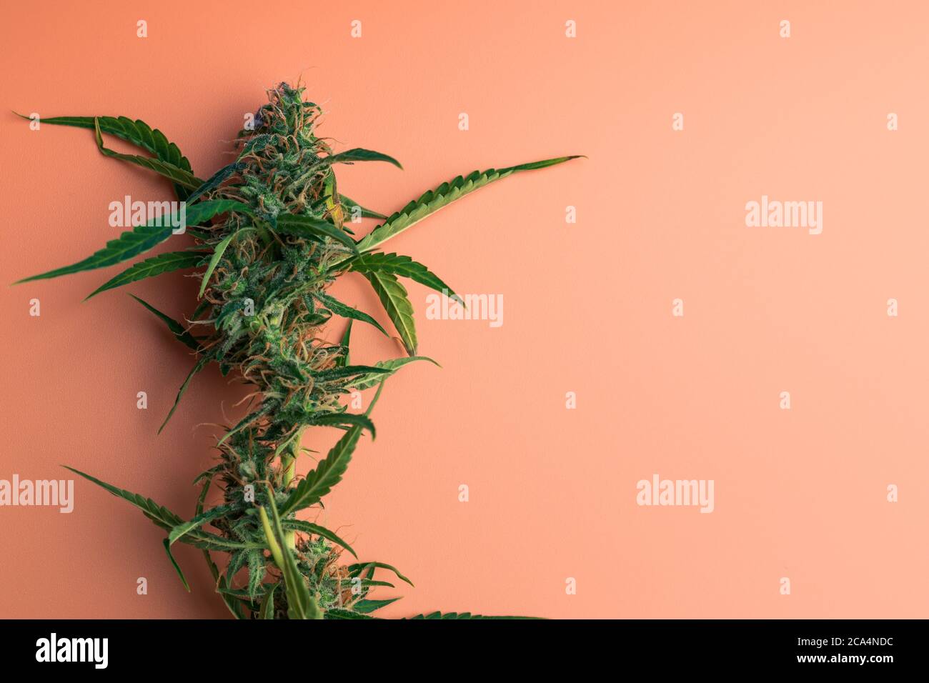 Marihuana Knospen Pflanze mit Kopie Raum. Design-Vorlage für Cannabis Stockfoto