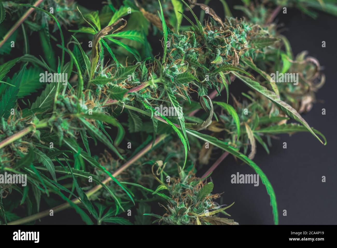 Cannabispflanzen auf schwarzem Hintergrund mit Kopierraum. Ernte, Trimmen und Aushärten von Marihuanaknospen für medizinische Zwecke Stockfoto