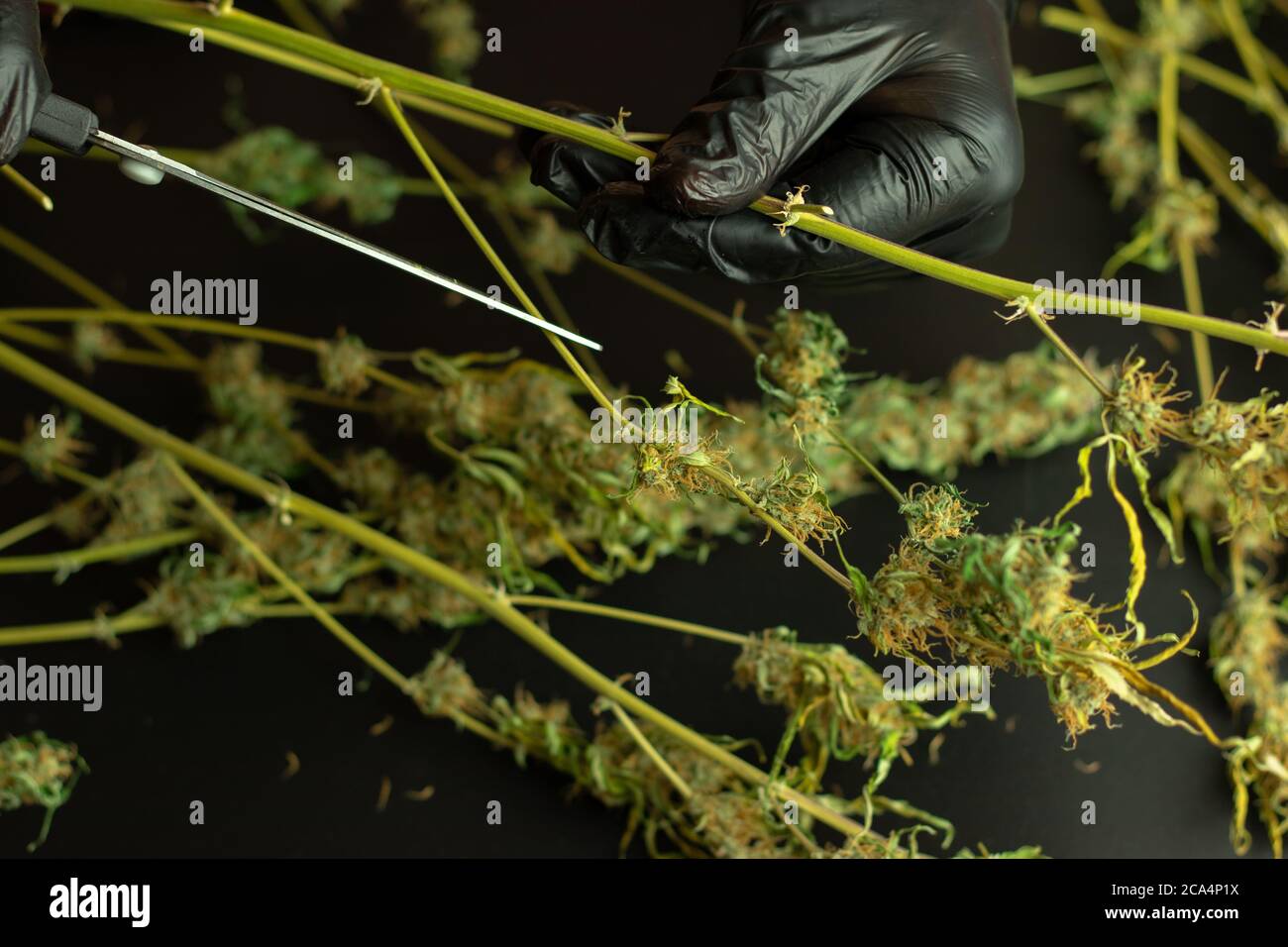 Marihuana-Pflanze in Menschenhand mit Handschuhen, Schere und Cannabis. Kopieren Sie Platz auf dem Hintergrund mit Unkraut Knospen Stockfoto