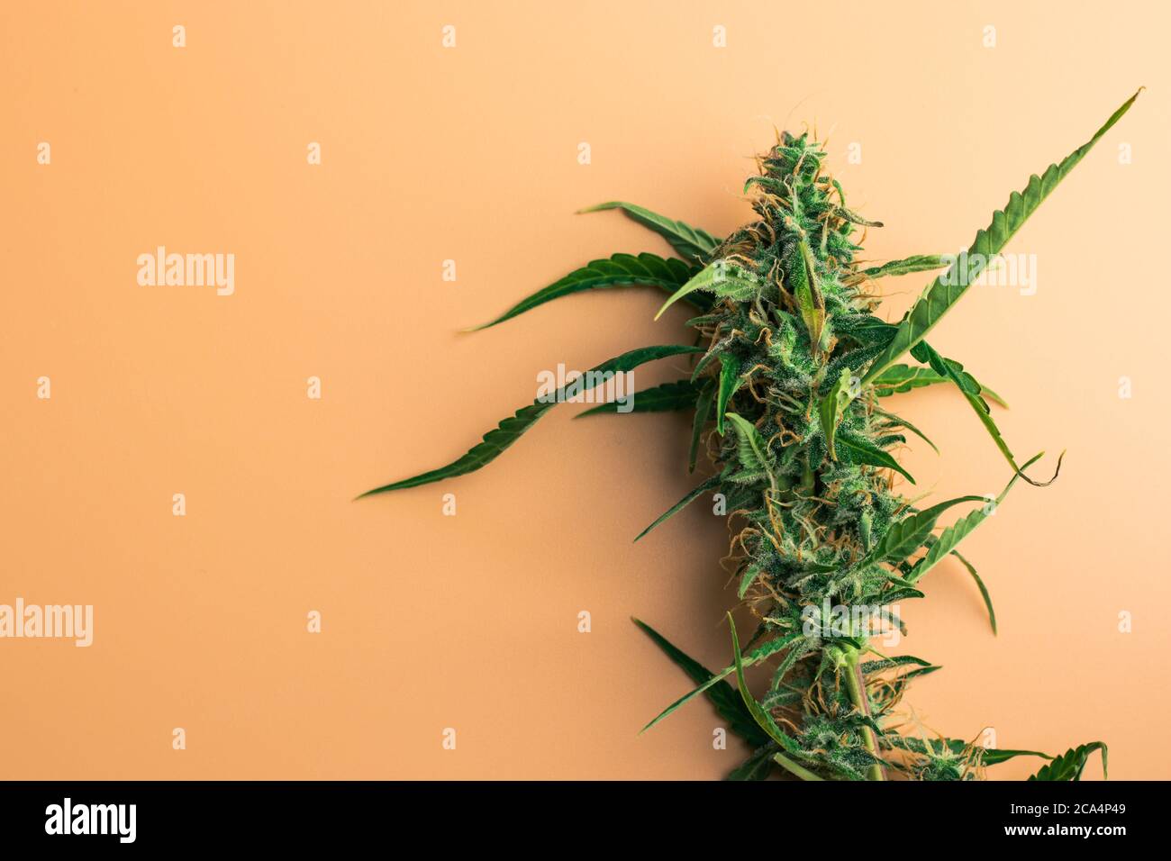 Marihuana-Pflanzenknospen mit Kopierraum. Cannabisblätter. Konzept für die organische medizinische Verwendung Stockfoto