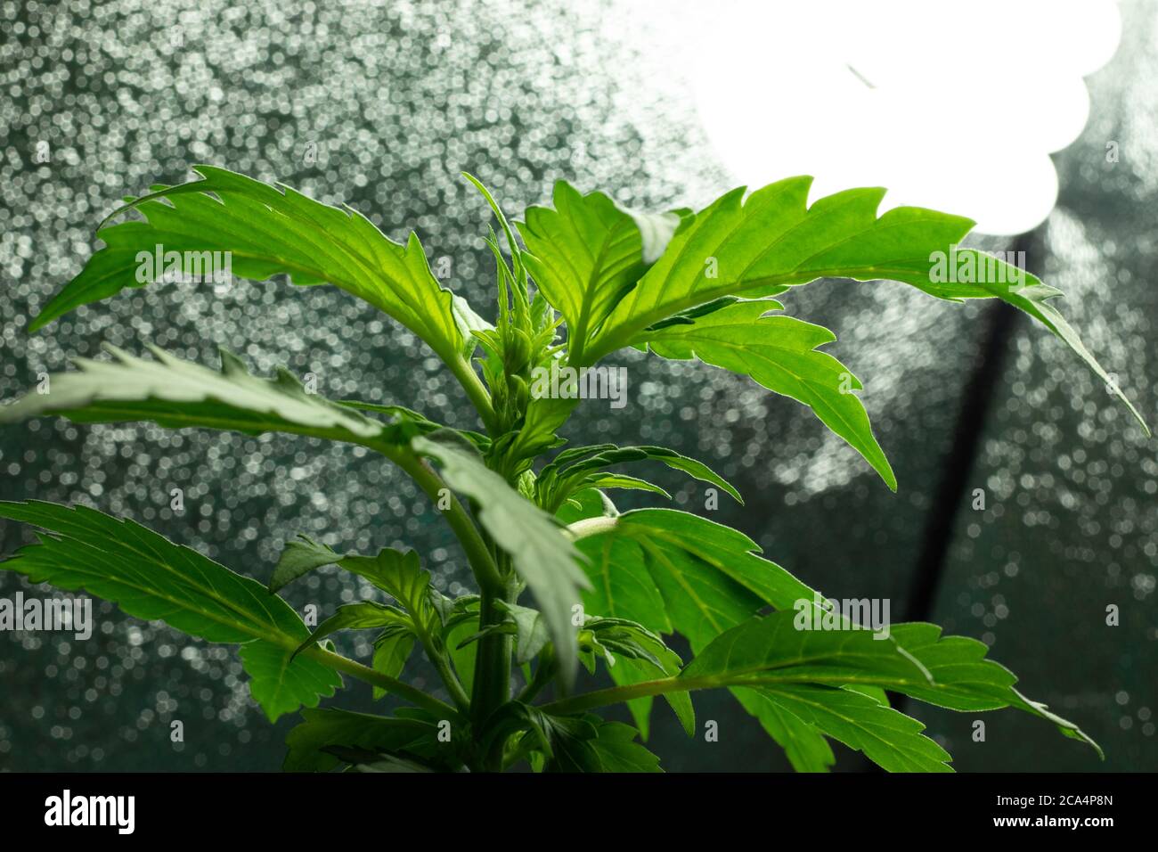 Indoor Cannabispflanze wächst, Unkraut Anbau Stockfoto