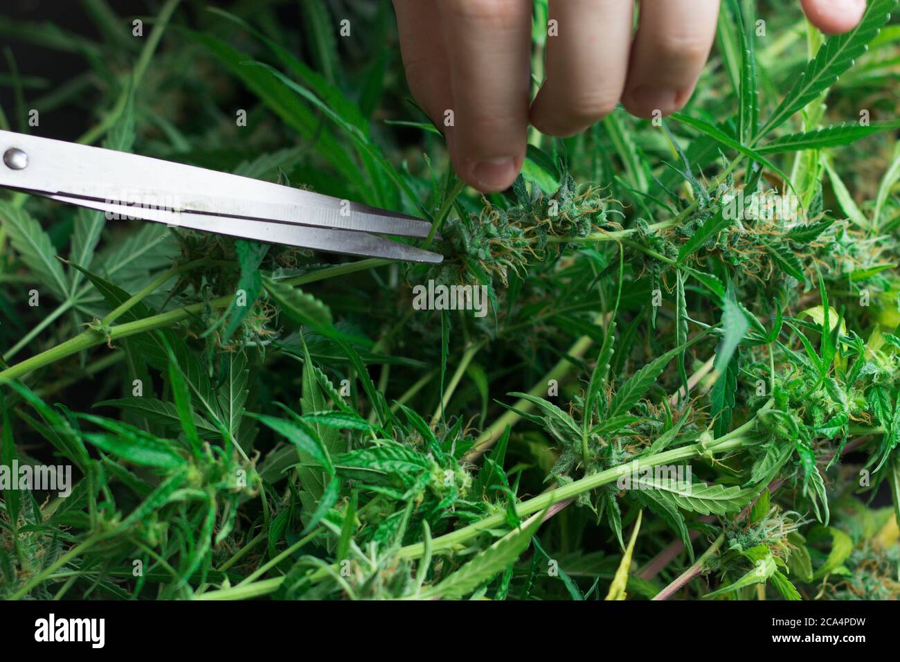 Mann, der mit Marihuanapflanze arbeitet. Schneiden von Cannabisblättern. Unkrautknospen ernten. Verwendung der Schere Stockfoto