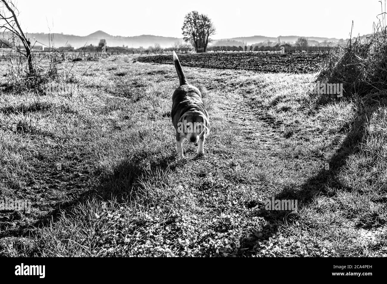 Alter Beagle Hund, der auf einem Pfad zur Kamera läuft Stockfoto