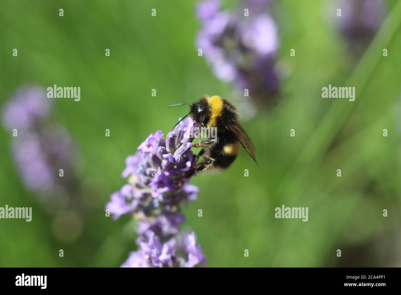 Biene auf Lavendel Blume Stockfoto