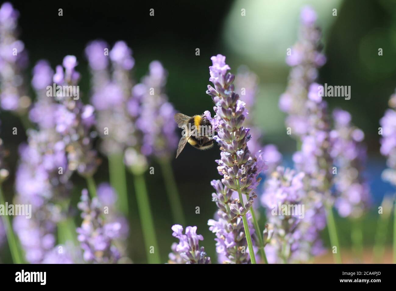 Biene auf Lavendel Blume Stockfoto