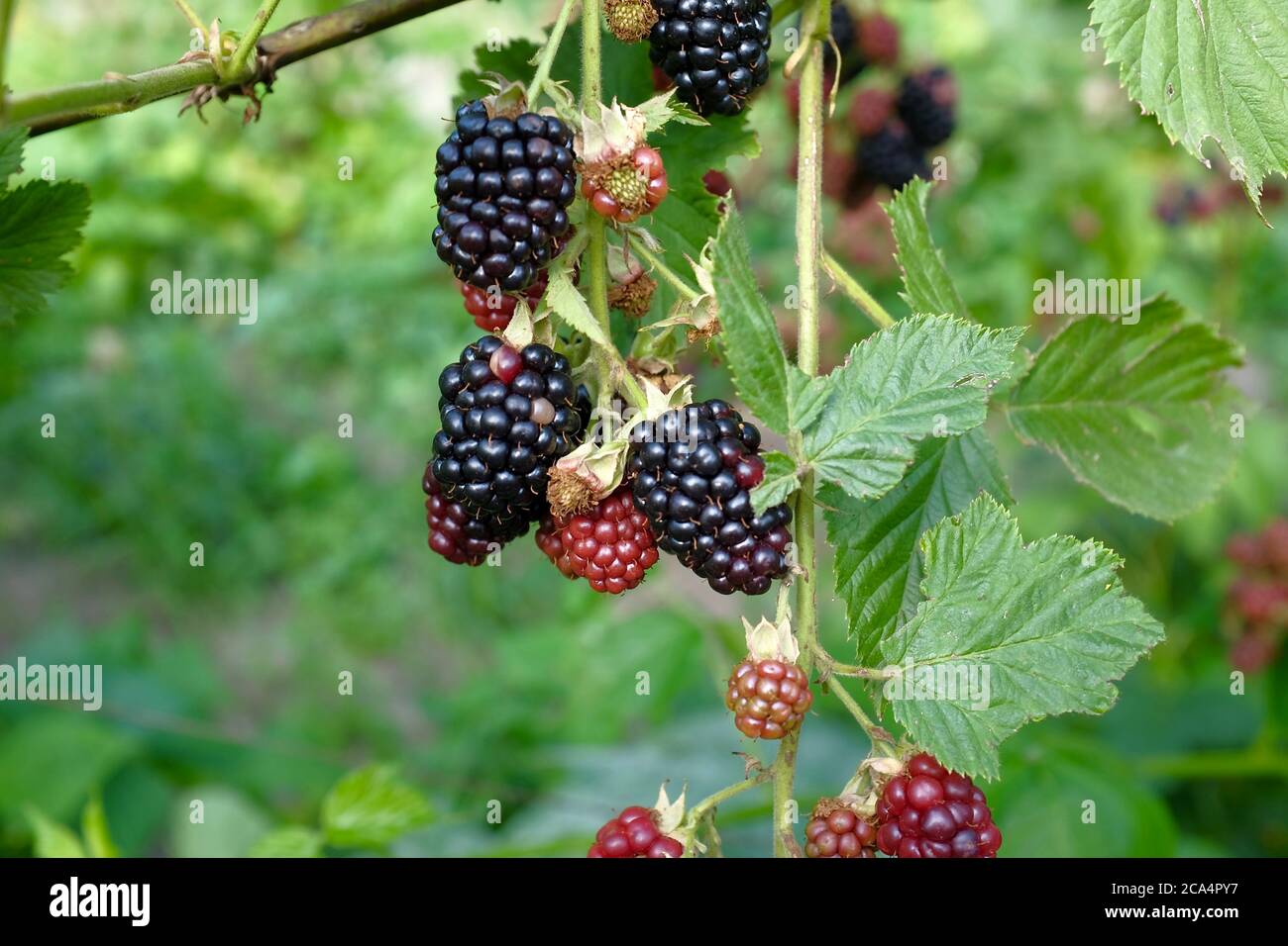 Verschwommene Brombeeren auf dem Hintergrund des Gartens. Beeren sind grün und schwarz. Sommer- und Erntekonzept, selektiver Fokus. Stockfoto