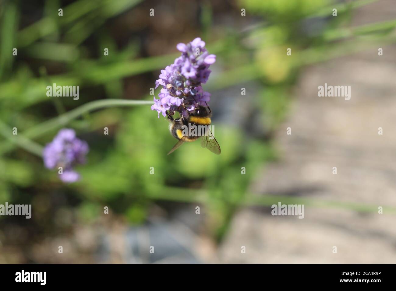 Biene auf Lavendel Blume Stockfoto