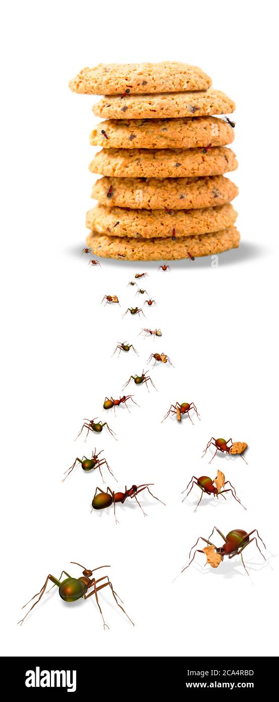 Ameisen marschieren auf einen Plätzchen-Stapel zu und davon Stockfoto