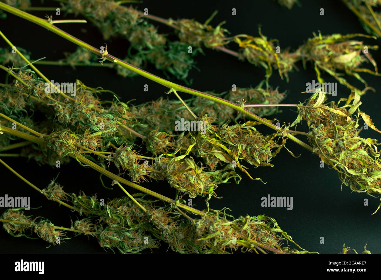 Cannabispflanze mit Knospen auf dem Schreibtisch von oben. Schwarzer Hintergrund mit Marihuana. Ernte von THC-Unkraut, kommerzielles medizinisches Marihuana. Stockfoto