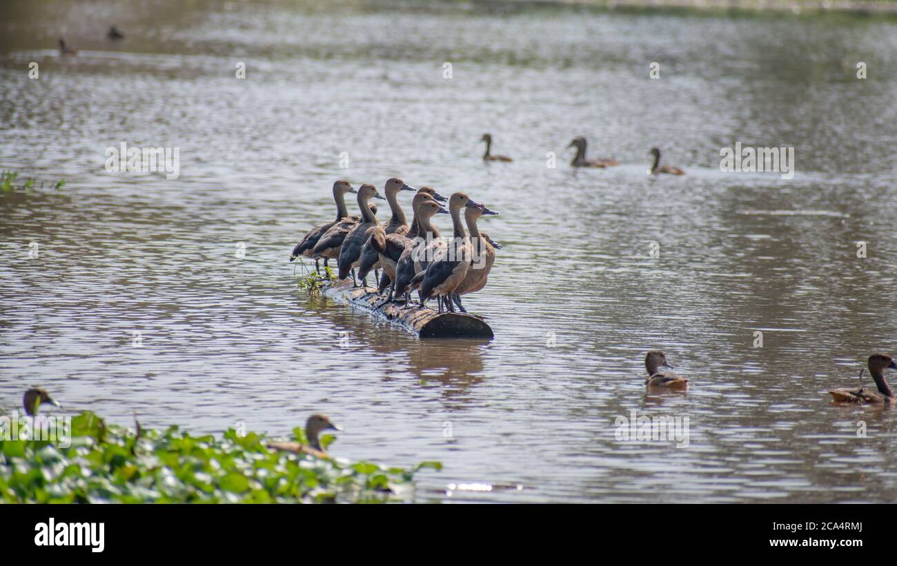 Kleine pfeifende Enten sitzen zusammen auf einem schwimmenden Baumstamm Stockfoto