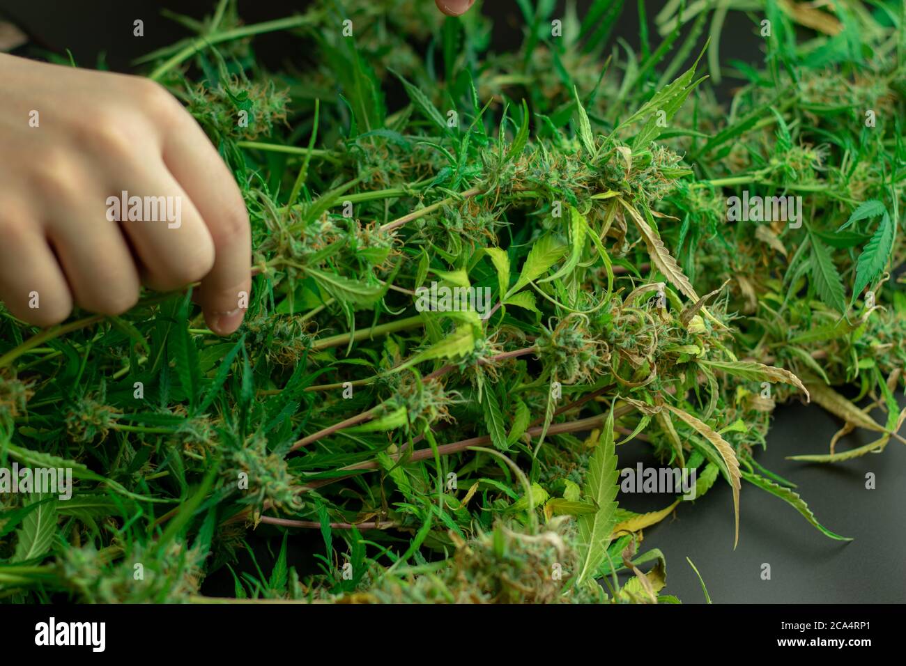 Hand berühren Cannabispflanze mit Knospen, medizinisches Marihuana Stockfoto