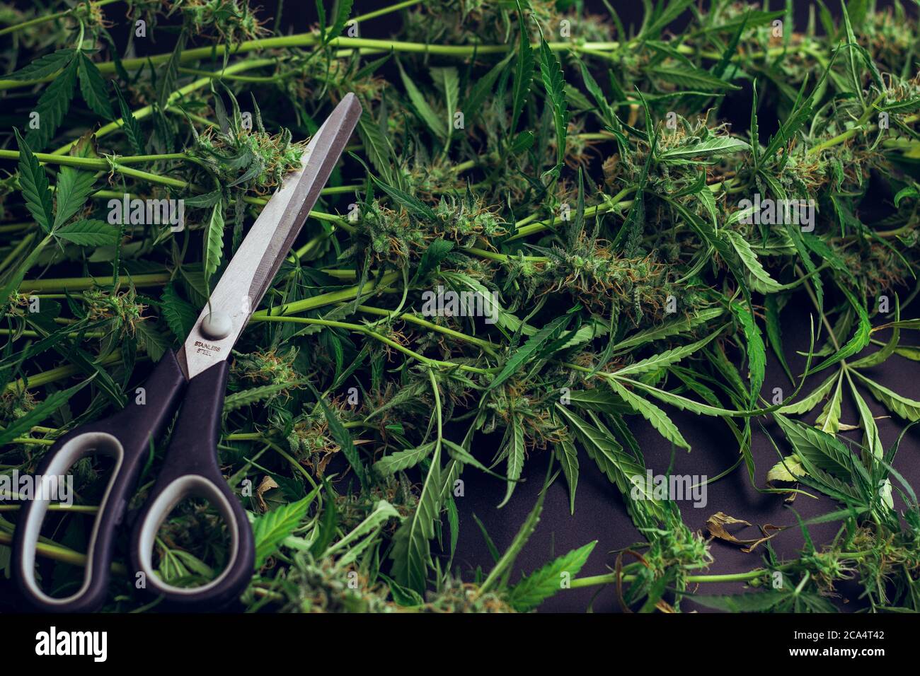 Schere auf Cannabispflanzen mit Blättern Draufsicht. Trimm- und Zuschneidekonzept. Marihuanaernte. Unkrautindustrie Stockfoto