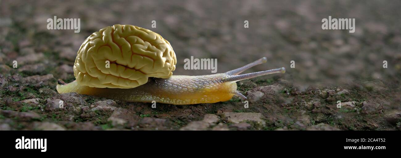 Schnecke mit einem menschlichen Gehirn Stockfoto