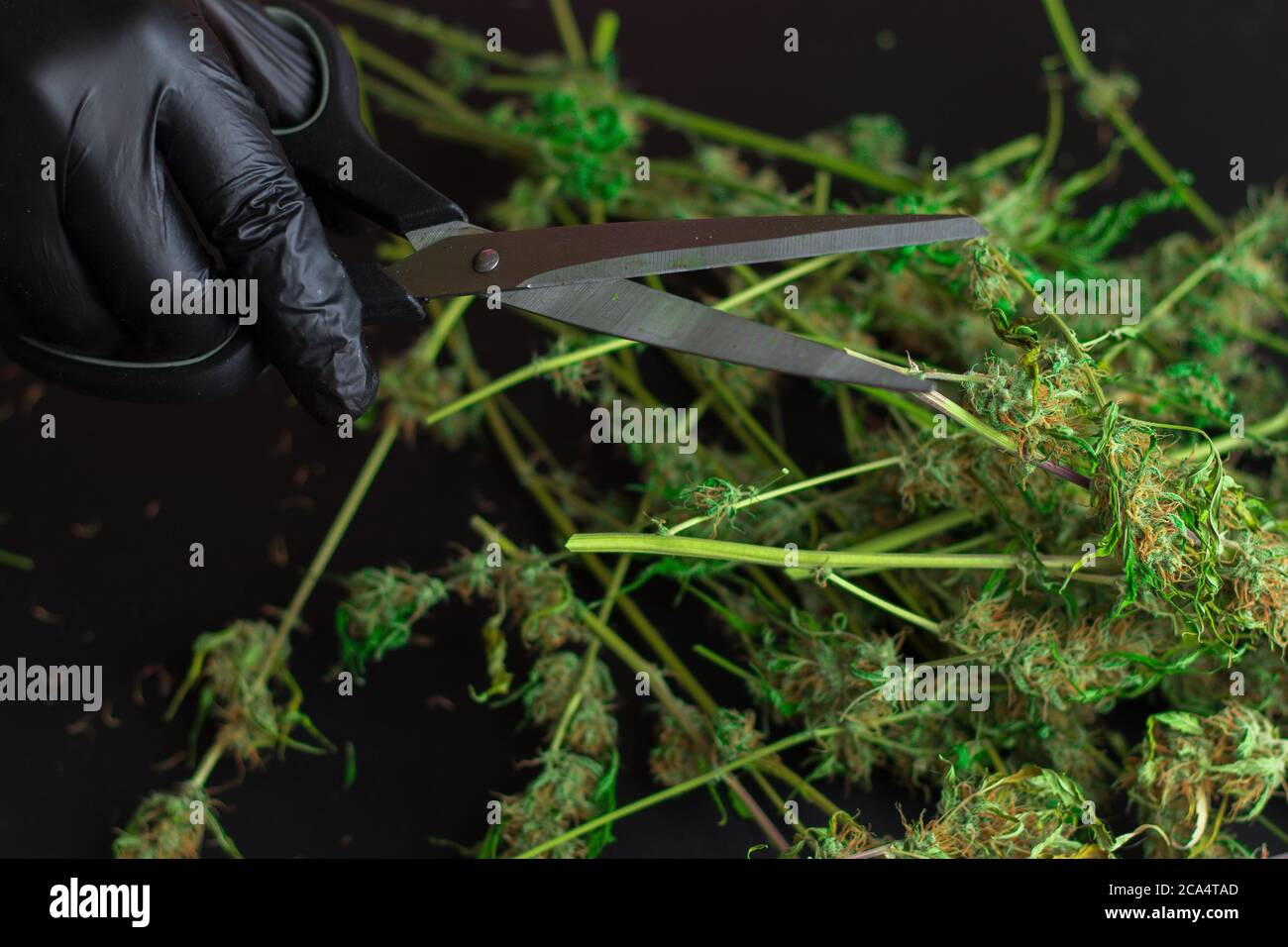 Cannabis-Branche, legale medizinische Marihuana Knospen. Hand mit Schere trimmen trockene Unkrautpflanze Stockfoto